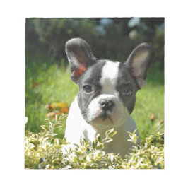 Black and White French Bull Dog Puppy Anteckningsblock