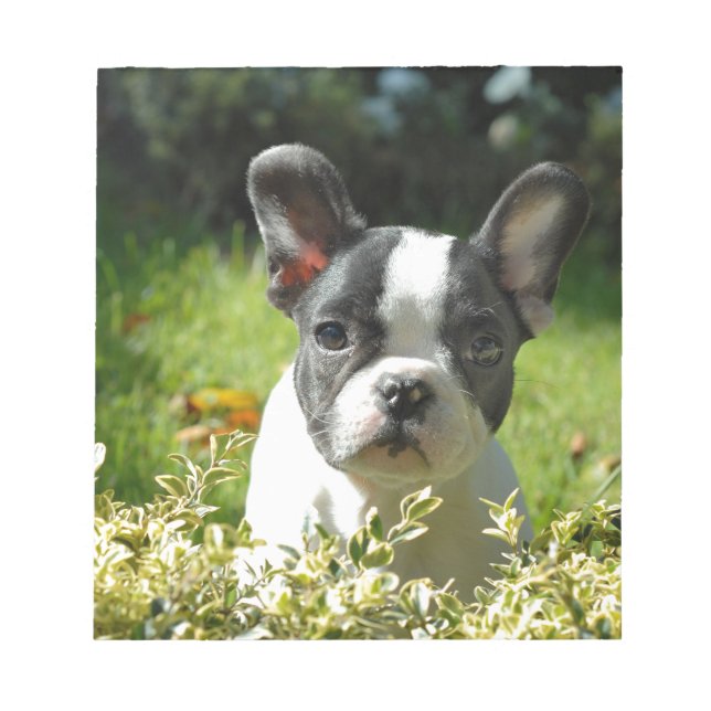 Black and White French Bull Dog Puppy Anteckningsblock (Framsida)