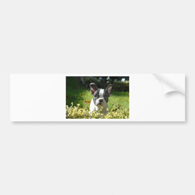 Black and White French Bull Dog Puppy Bildekal (Framsidan)