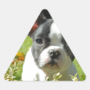 Black and White French Bull Dog Puppy Triangelformat Klistermärke