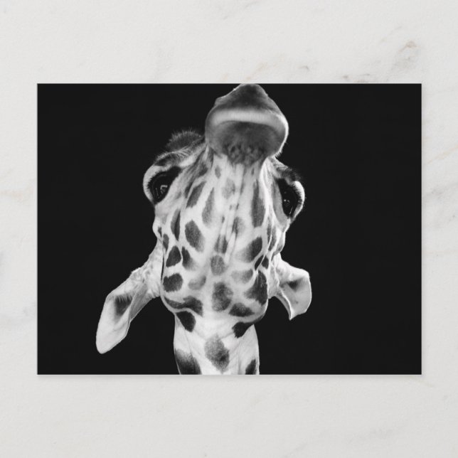 Black and White Giraf Porträtt, Animal Photo Vykort (Framsida)
