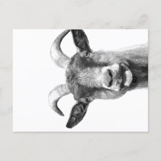 Black and White Goat _Funny Goat Canvas| Helg Vykort