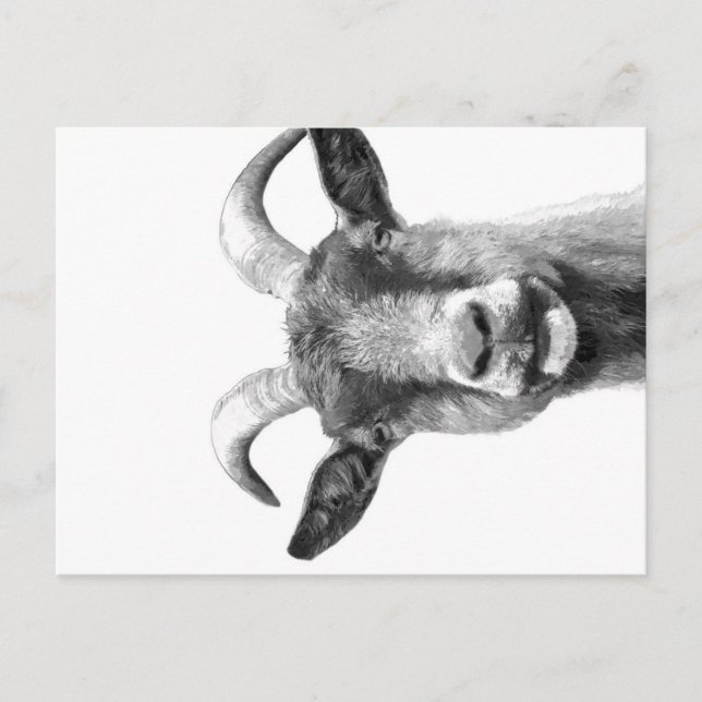 Black and White Goat _Funny Goat Canvas| Helg Vykort (Framsida)