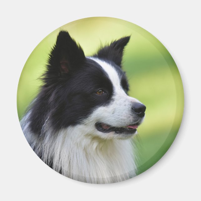 Black and White Gräns Collie Hund Magnet (Framsidan)
