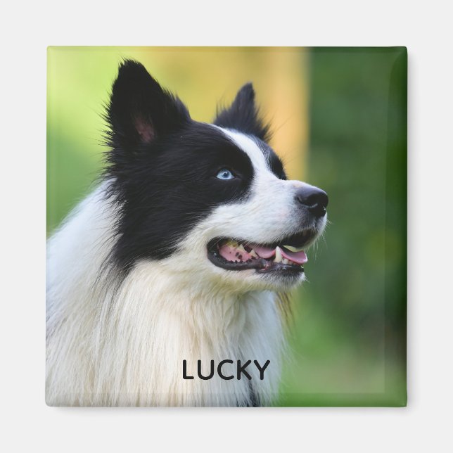 Black and White Gräns Collie Hund Magnet (Framsidan)