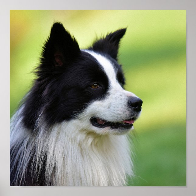 Black and White Gräns Collie Hund Poster (Framsidan)