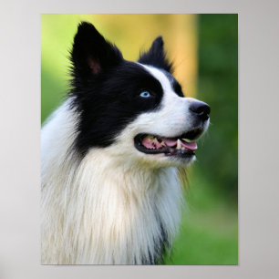 Black and White Gräns Collie Hund Poster