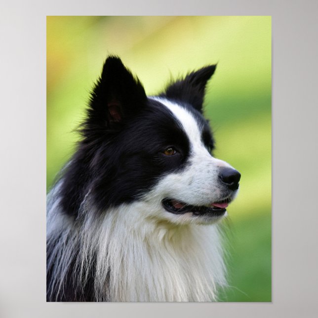 Black and White Gräns Collie Hund Poster (Framsidan)