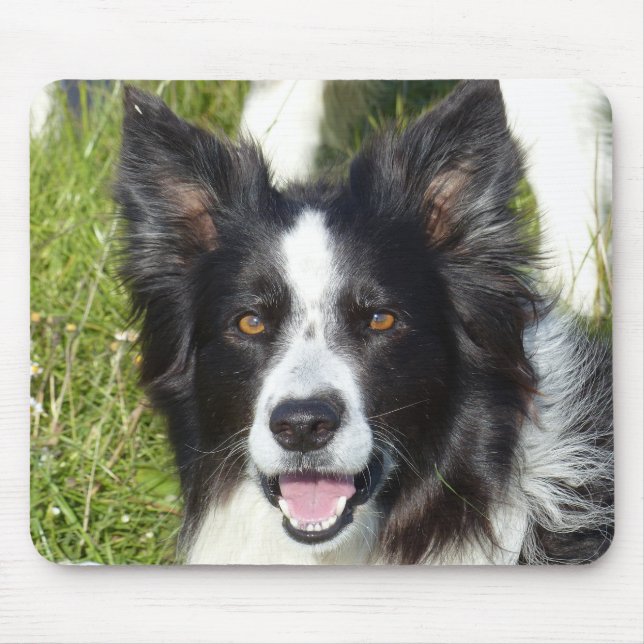 Black and White Gräns Collie Musmatta (Framsidan)