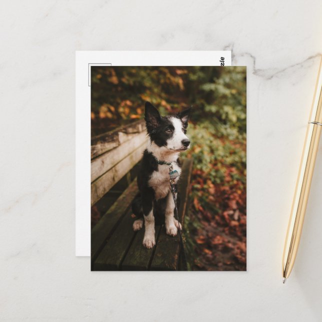 Black and White Gräns Collie på Park Bench Vykort (Fram/Back In Situ)