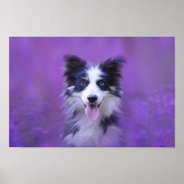 Black and White Gräns Collie Poster (Framsidan)