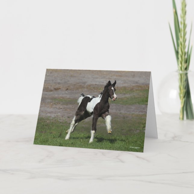 Black and White Gypsy Vanner Foal Running Kort (Framsida)
