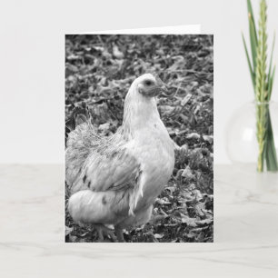 Black and White Hen, Påsk Helgkort