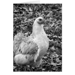 Black and White Hen Tillfällen Blank Hälsning Hälsningskort