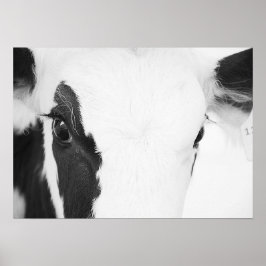 Black and White Holstein Cow Ögon Poster