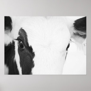 Black and White Holstein Cow Ögon Poster