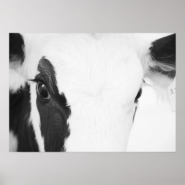 Black and White Holstein Cow Ögon Poster (Framsidan)