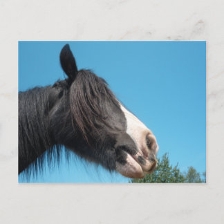 Black and White Horse / Pony - Horse Photography Vykort