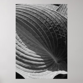 Black and White Hosta Löv Poster