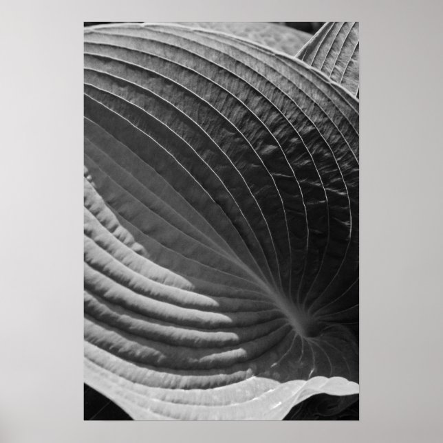 Black and White Hosta Löv Poster (Framsidan)