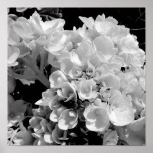 Black and White Hydrangea Floral Photography Print Poster