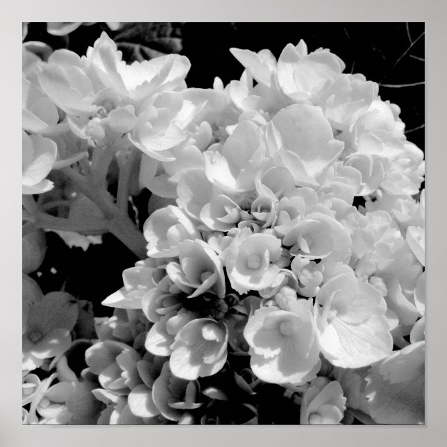 Black and White Hydrangea Floral Photography Print Poster (Framsidan)