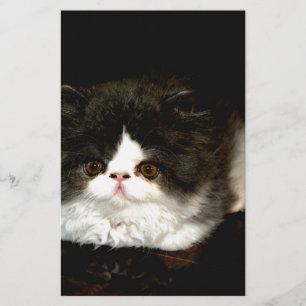 Black and White Kitten Brevpapper