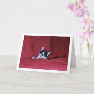 Black and White Kitten Down Soffa Kort