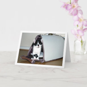 Black and White Kitten i Cat Carrier Kort