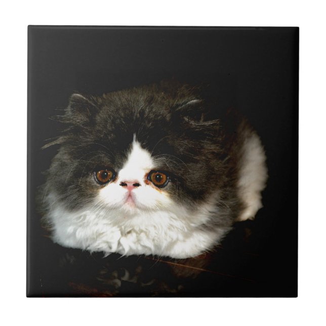 Black and White Kitten Kakelplatta (Framsidan)