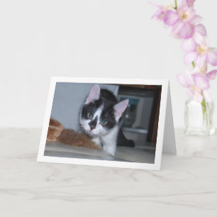 Black and White Kitten Kort