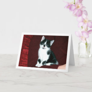Black and White Kitten Kort