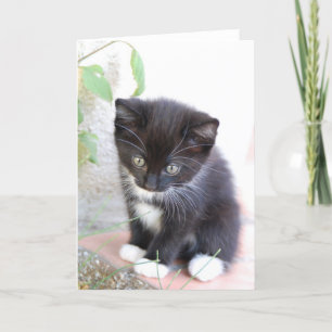 Black and White Kitten Kort