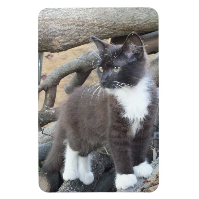 Black and White Kitten Photo Magnet (Vertikal)