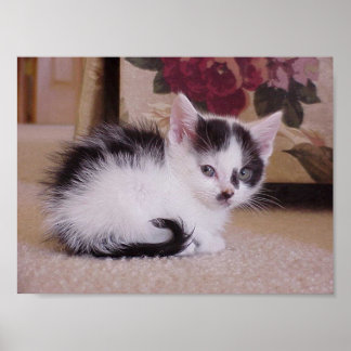 Black and White Kitten Poster