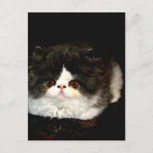 Black and White Kitten Vykort