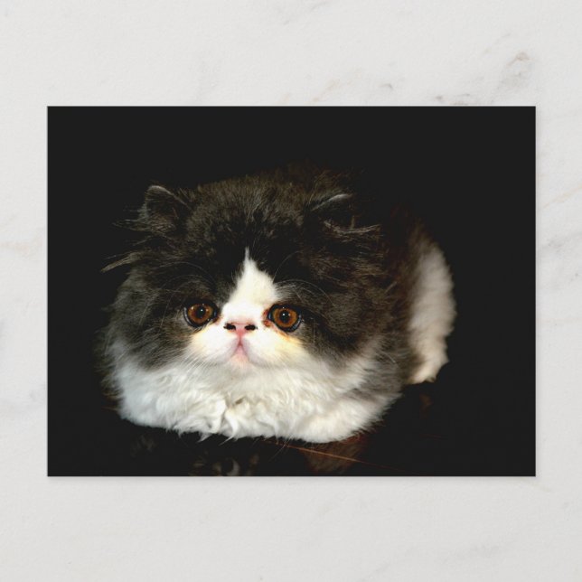 Black and White Kitten Vykort (Framsida)