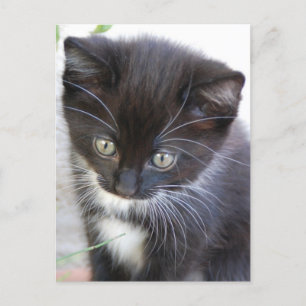 Black and White Kitten Vykort