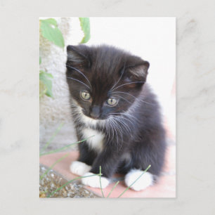 Black and White Kitten Vykort