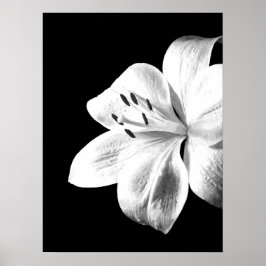 Black and White Lily Poster