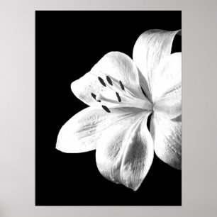 Black and White Lily Poster