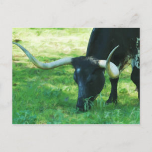 Black and White Longhorn Vykort
