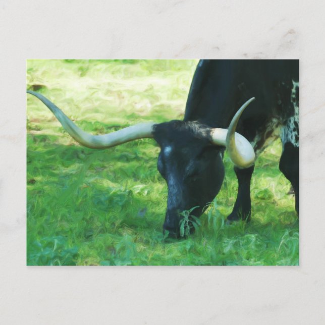 Black and White Longhorn Vykort (Framsida)