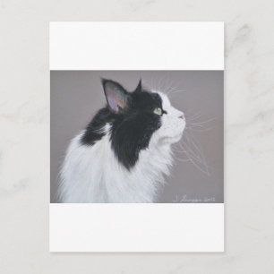 Black and White Maine Coon cat. Vykort