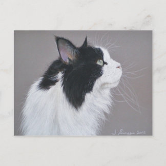 Black and White Maine Coon cat. Vykort
