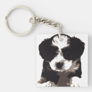 Black and White Maltese Puppy Hund