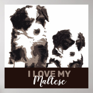 Black and White Maltese Puppy Hund Poster