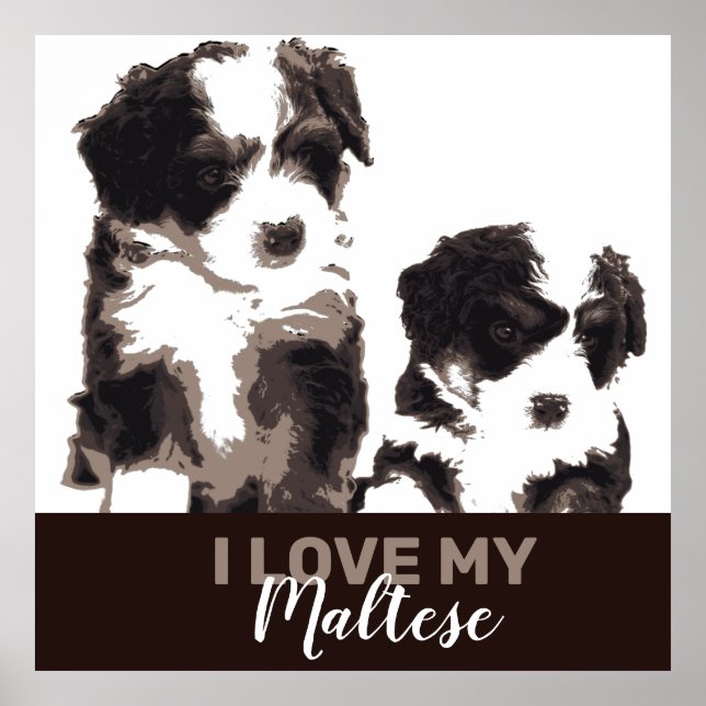 Black and White Maltese Puppy Hund Poster (Framsidan)