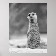 Black and White Meerkat Porträtt Wildlife