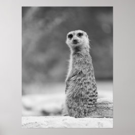 Black and White Meerkat Porträtt Wildlife Poster